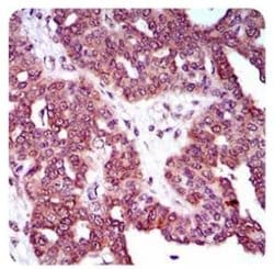 DRP1 Antibody (4E11B11) - Azide and BSA Free, Novus Biologicals 0.1 mL;